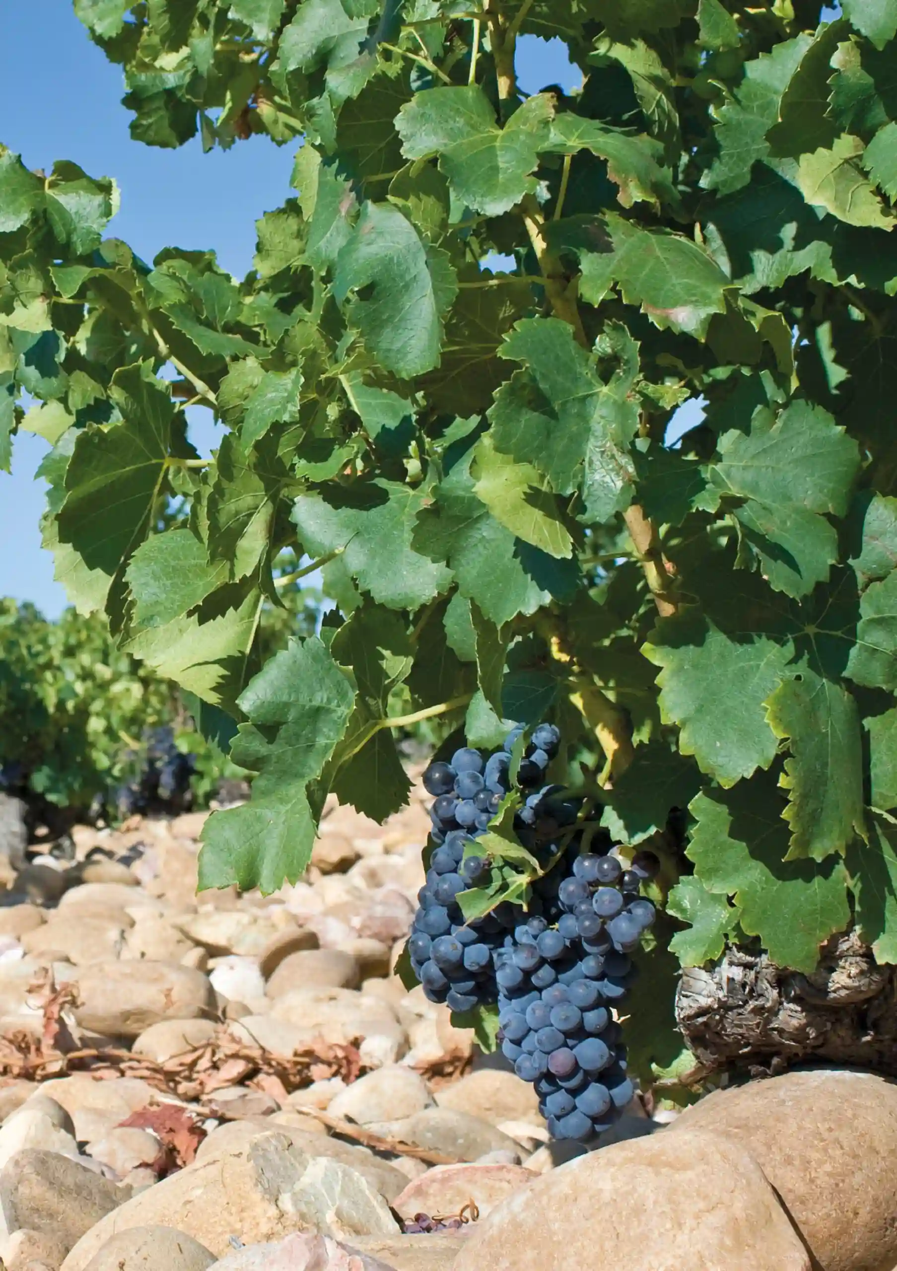 Francia Viñedo | Legado Travesías Culturales